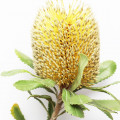 بانکسیا استرالیا Banksia Australian